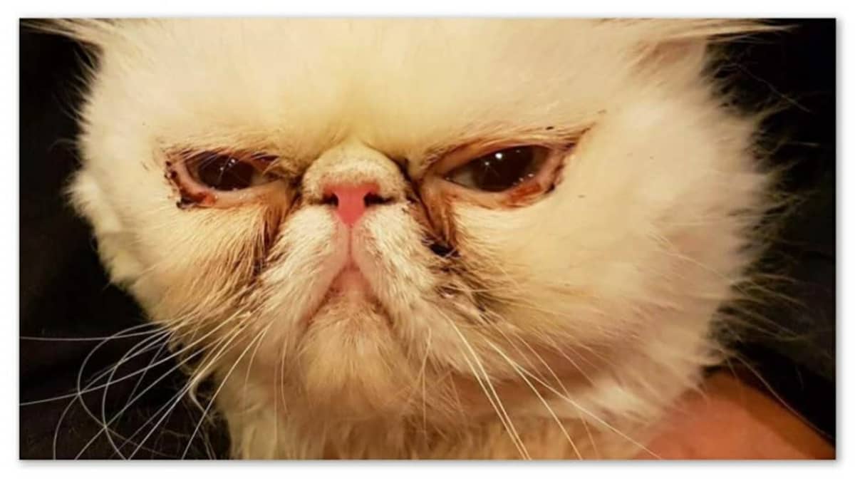 Rekku Resques bild, en katt med svår ögoninflammation.
