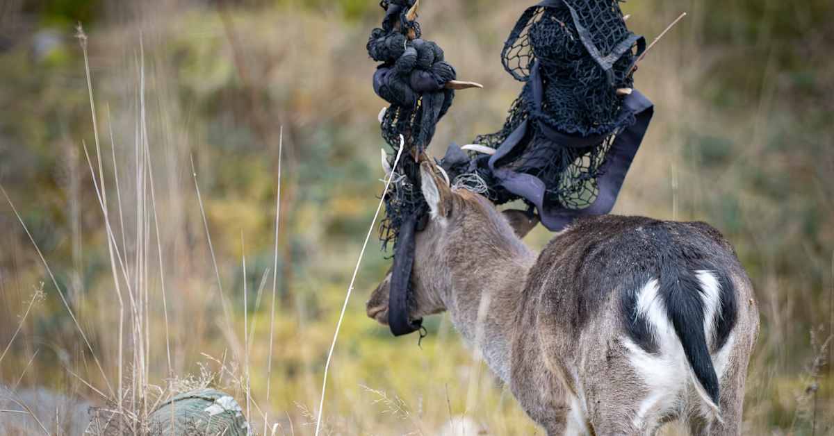 Kuusipeura saattoi kerätä palloverkon sarviinsa tahallaan – eläimet sopeutuvat roskaantumiseen kekseliäästi