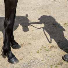 Hevosen jalat ja omistajan varjo hiekassa.