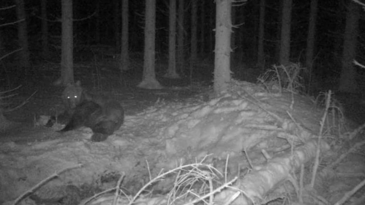 Karhu metsässä riistakameraan taltioituna.