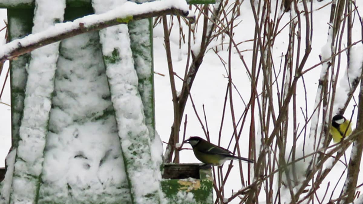 Talititti istuu lumisen lintulaudan reunalla siemen suussa. Toinen talitiainen tarkkailee lähioksalta.