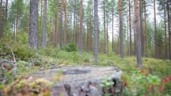 Mäntyvaltaista metsää, männyn kanto.