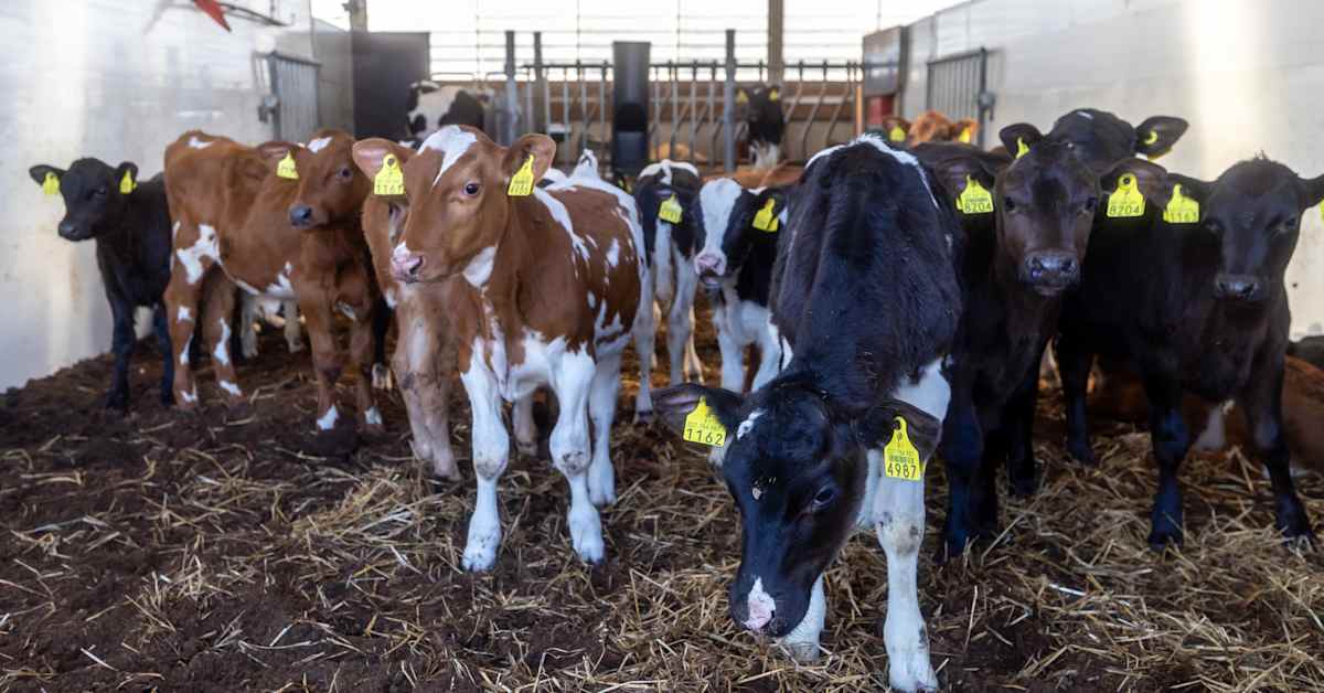 Analyysi: EU:n olisi parempi saada budjetti kuntoon ennen vaalien supervuotta