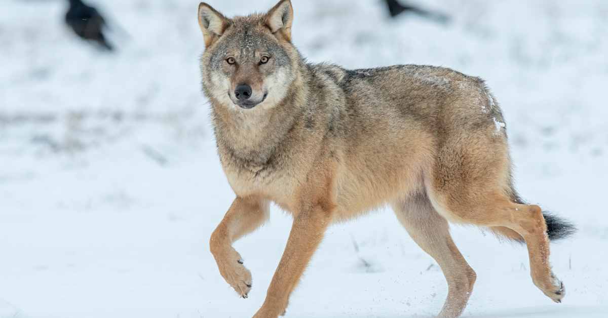 Suden kiintiömetsästys päättyi