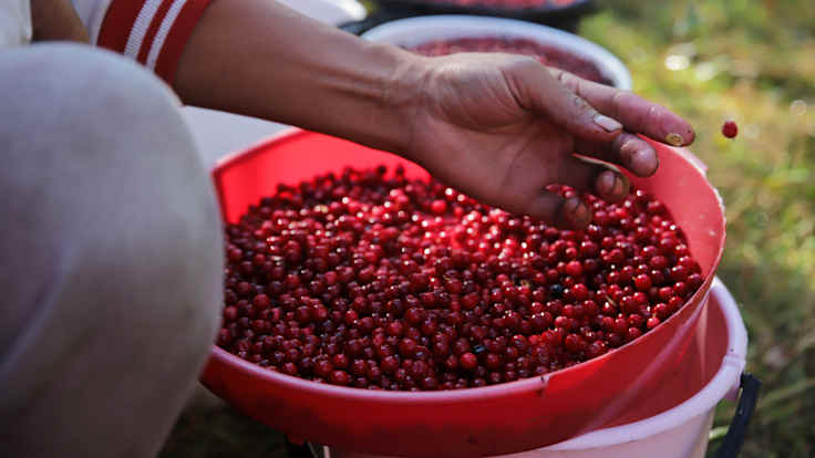 A berry picker's hand and forearm over a red plastic bucket full of red lingonberries.