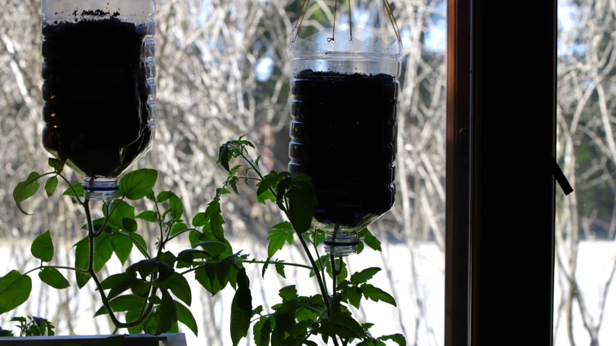 Tomaatit kasvamassa Miika Vanhapihan kodin sisällä ikkunan äärellä.