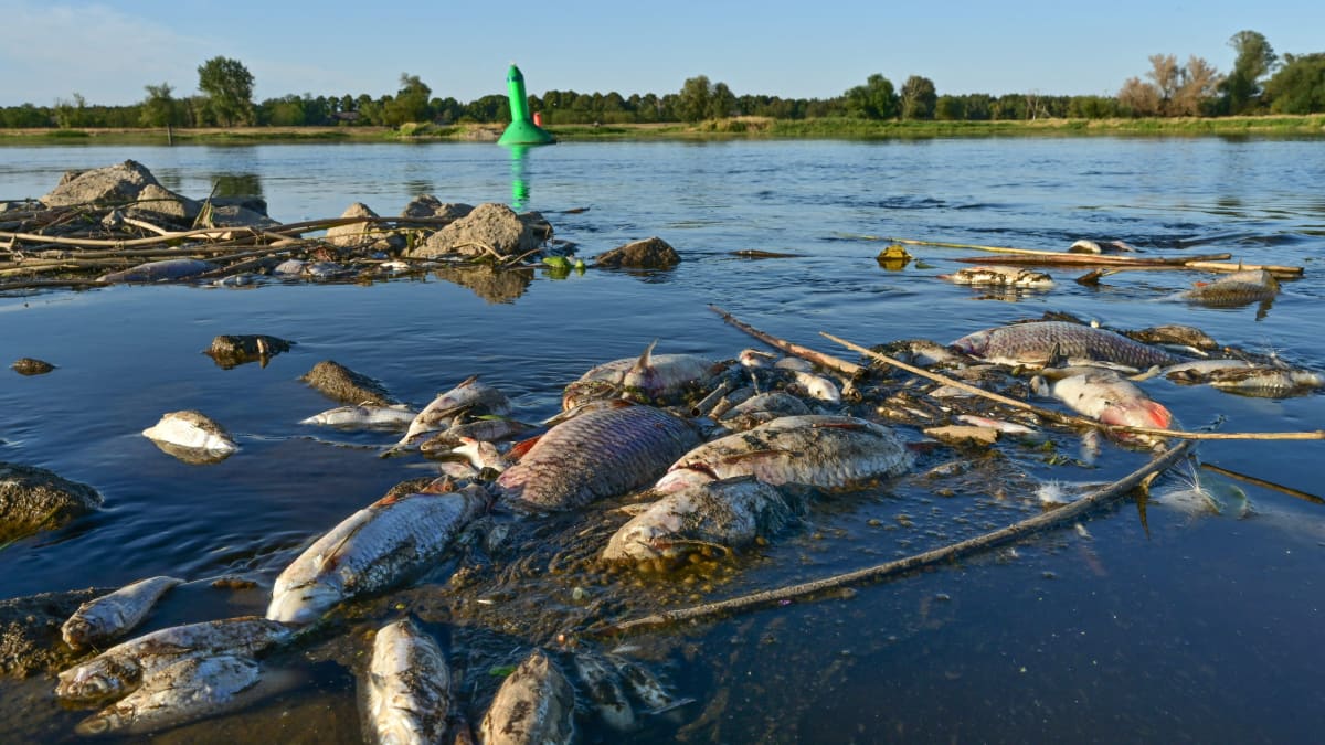 Kuolleita kaloja Oder joessa.