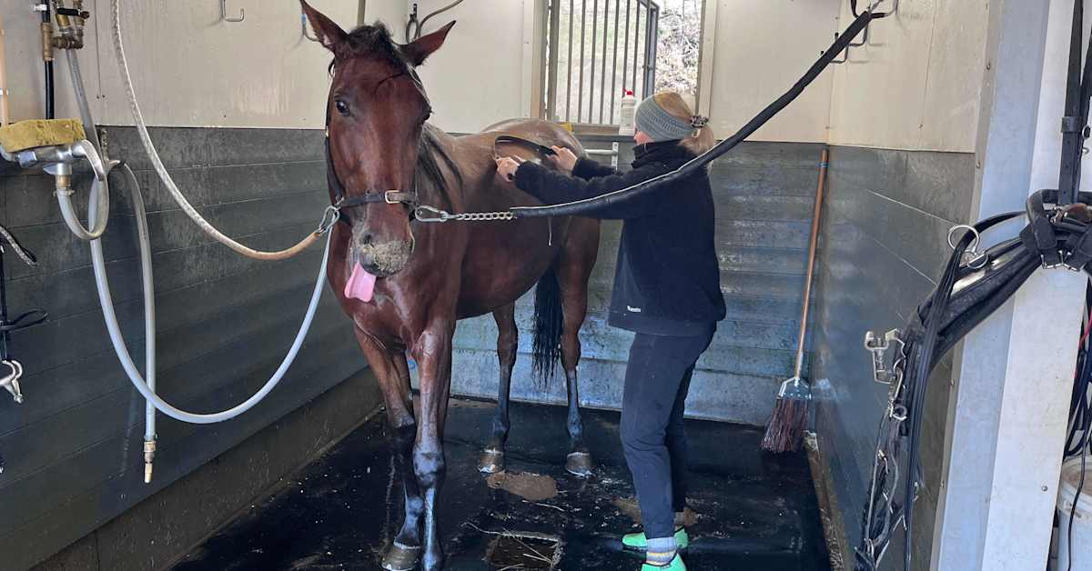 Hevoset panikoituivat hävittäjän äänestä Haminassa – pahimmillaan lentomelu voi haitata metsän eläinten lisääntymistä