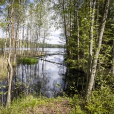 Järvimaisema, puita etualalla.