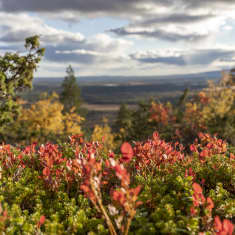Ruskan punertamia varpuja tunturissa.