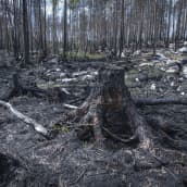 Hiiltynyttä metsänpohjaa metsäpalon jäljiltä.