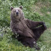 Ranuan eläinpuiston hellyyttävä Malla-karhu valmistautuu ruokahetkeen.