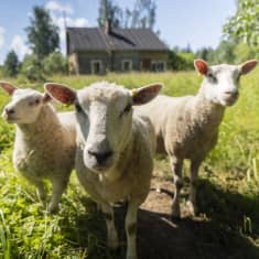 kolme lammasta katsoo kameraan läheltä, Tuusniemellä Paimensaaressa.