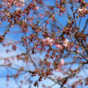 Kirsikkapuussa on kukkia ja nippua.