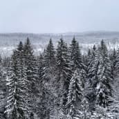 Luminen Torronsuon metsämaisema Lintutornista nähtynä