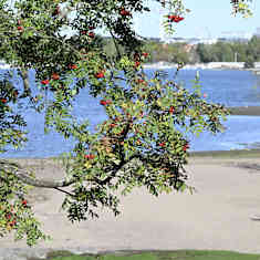 Pihlajanmarjat hehkuvat punaisina puussa Hietaniemen uimarannalla.