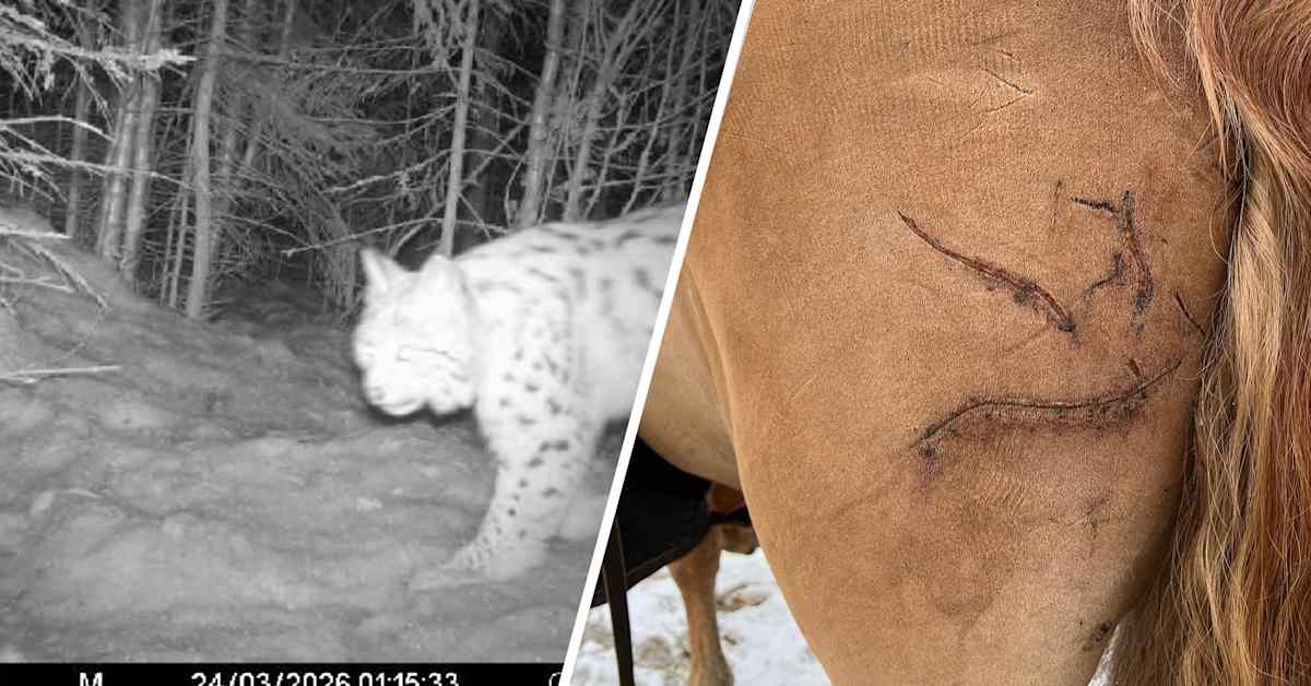 Ilves hyökkäsi 500-kiloisen hevosen päälle Lapissa – ”Koko peräpää oli raadeltu”, sanoo tallin omistaja
