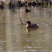 Mustakurkku-uikku Vantaan Keimolan golf-kentän vesiesteessä.