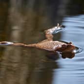 Rupikonna kutupuuhissa Helsingin Vuosaaressa.