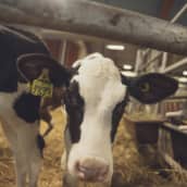 Lehmä tuijottaa kameraa.