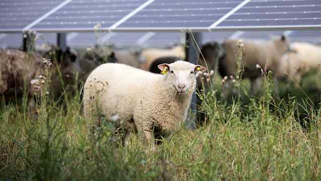 Ett får äter gräs i en solenergipark.