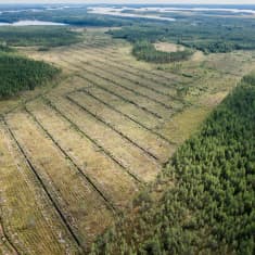 Ilmakuva hakkuualueesta Ilomantsissa. Hakkuualueen läpi kulkee ojia, jotka valuvat järveen.