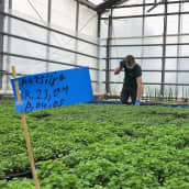 ukrainalaiset kausityöntekijät lastaavat persiljan kasvatusalustoja Varpio puutarhalla