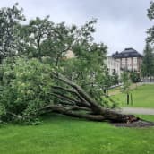 Kaatunut vanha pihlaja Snellmaninpuistossa Kuopiossa 16.6.2022.