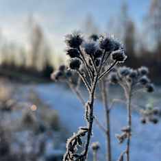 Photo shows the sun rising over a frosty landscape.