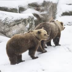 Morgonpigga björnar på Högholmen. Björnarna har precis vaknat ur sin vintersömn. Det snöar.