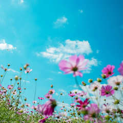 Ljusröda, vilda blommor mot en klarblå himmel.