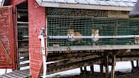 Foxes in a cage.