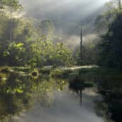 Amazonin sademetsää Itaituban ja Pimentalin alueella Parassa Braziliassa.