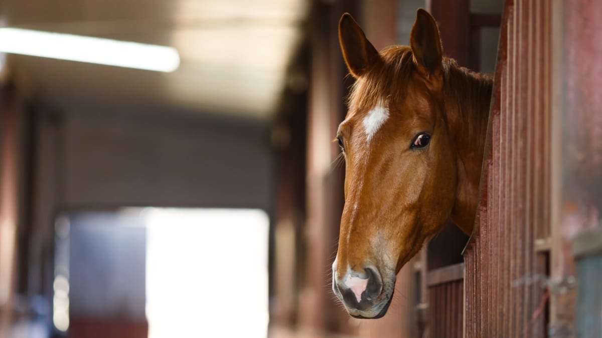 En häst tittar ut från sitt bås inne i ett stall.
