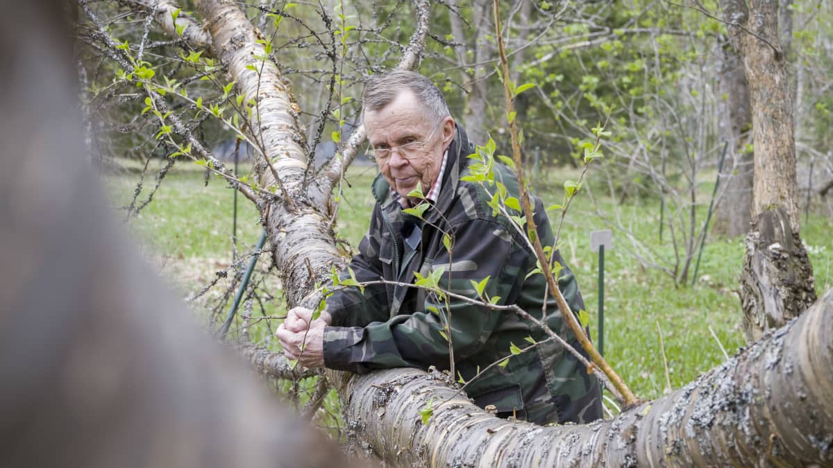 Paavo Hamunen nojaa suureen puun oksaan.