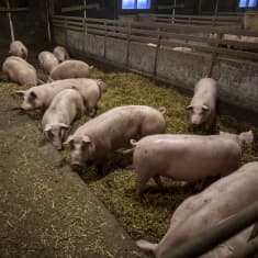 Täysikasvuisia luomu porsaita Kiven Säästöpossu tilalla
