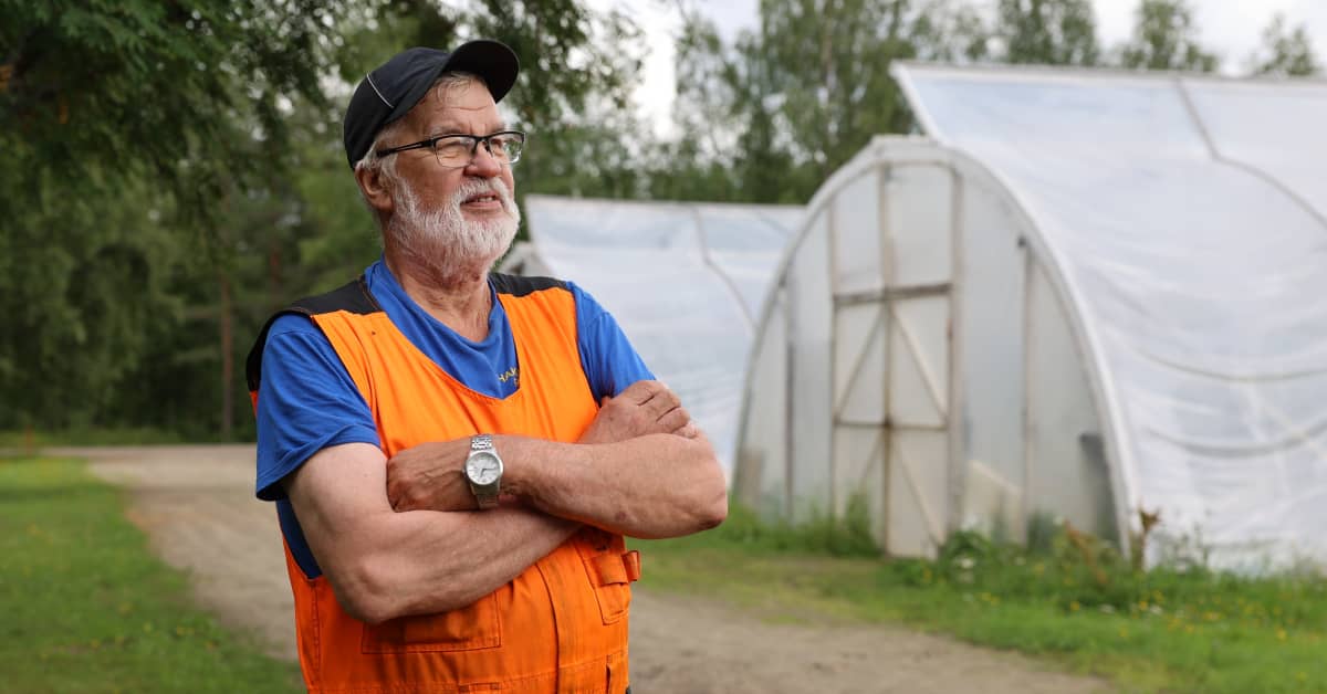 Kurkkupula Suomessa: Pohjoisin vihannestila kokee ennätysmyynnin