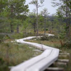 Pitkospuut mutkittelevat pieniä mäntyjä kasvavan suoalueen läpi.