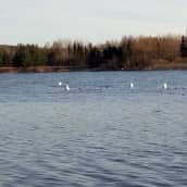 Hoitokalastuksen valkoiset rysämerkit kelluvat Iidesjärven sinisillä aalloilla. Maasto järven takana on keväisen kellanruskea ja havunvihreä.