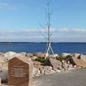 Nuori ohut saarnipuu meren rannalla, edustalla kivi jossa lukee jotain valkoisin kirjaimin kirjoitettuna.