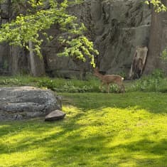 Kauris tai peura liikkuu Helsingin Kaivopuiston alueella viheriköllä. Eläimen ympärillä nurmikkoa, puita ja kalliota.