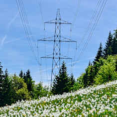 I förgrunden vita blommor, i bakgrunden syns ett elverk och skog.