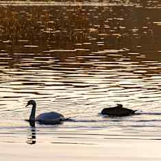 Three swans on a body of water.