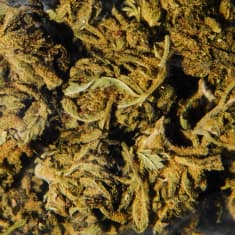 Kannabiskasvin kukintoa mustalla taustalla.