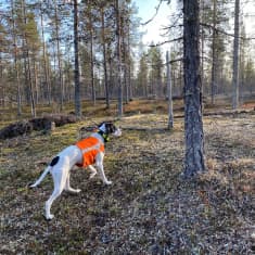 Metsästyskoira oranssissa huomioliivissä kävelee jäkälän peittämää kangasmaata erämaisessa Lapin metsässä.