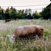 Karjaa laiduntamassa niityllä.