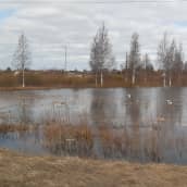 Tulvaa Kuortaneen Ruonalla, Kuortaneenjärven ja Nisosjärven välillä, vettä pellolla, lokkeja uimassa. 