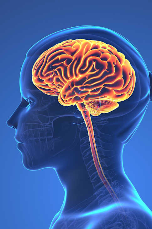 Animoitu naisen profiilikuva, jossa näkyy aivot sekä luurankoa. 