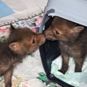 Kaksi ketunpoikasta nuuskii toisiaan.