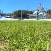 Jalkapallonurmikentän nurmikkoa lähikuvassa. Vihreää nurmea, kentän pinnasta kuvattuna. Taustalla Lahden hyppyrimäet.
